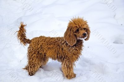 Winter. Walking red miniature poodle