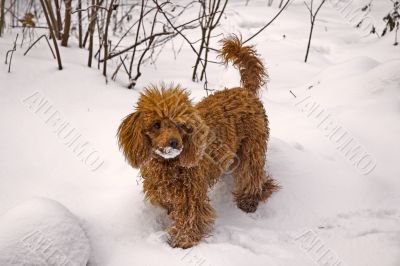Winter. Walking red miniature poodle