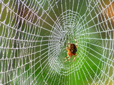  Spider behind work