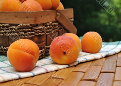 Apricots scattered on the towel