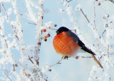  Bullfinch on a branch