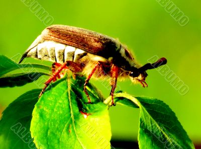  The may-bug sits on a green leaflet