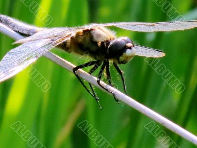  The dragonfly sits on a green leaflet