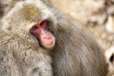 Japanese Snow Monkeys