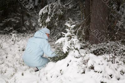 girl snow fir spruce girl snow fir spruce