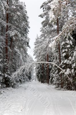 girl snow fir spruce