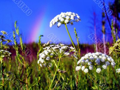 High grass grow in the plains of the Altai