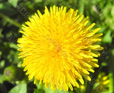 The yellow dandelion