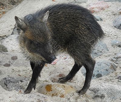 Small collared peccary