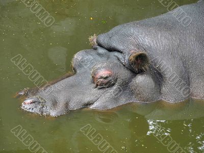 Hippopotamus in the water