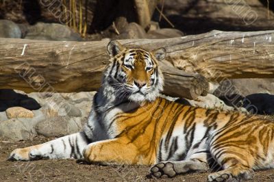 Amur tigress