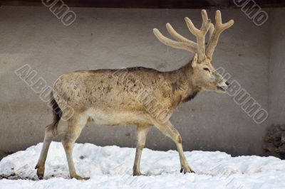 Male deer