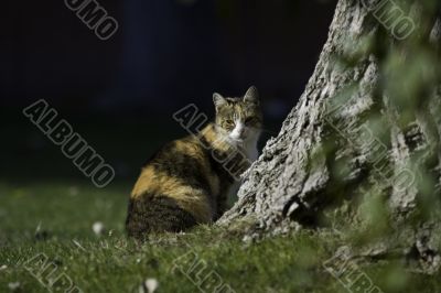 Tricolor cat outdor