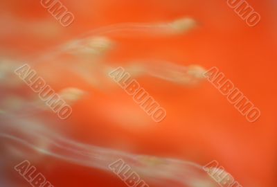 Seeds abstract Seeds abstract