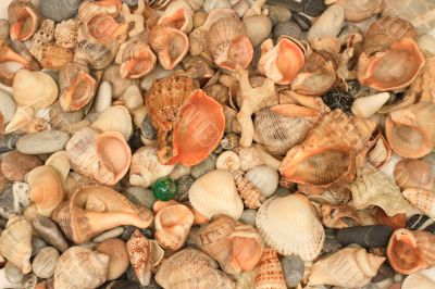 Many different sea shells and sea stones together. 