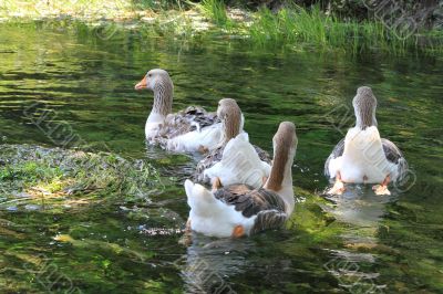 Many ducks floating on the water.