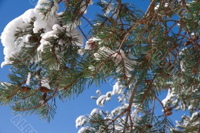 Pine branch with cones and snow against the blue sky. 