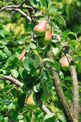 Bright juicy pear fruit hanging on the tree in the green leaves. 