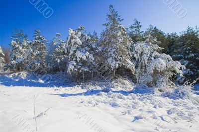 Trees in the snow against the bright blue sky.