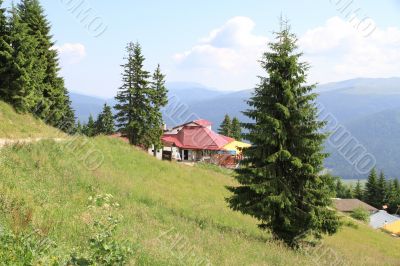 Little House on the hillside and surrounded by pine trees