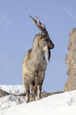 Young male markhor