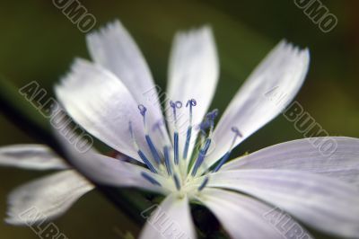Common chicory Common chicory