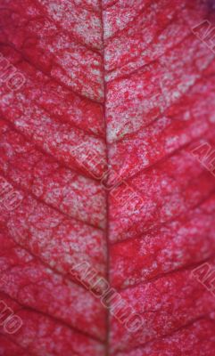 Leaf of the poinsettia