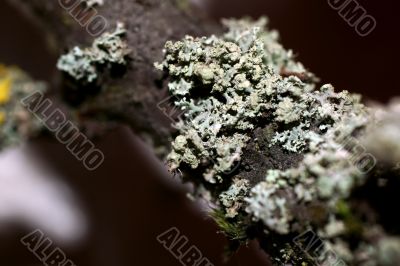 Lichen macro