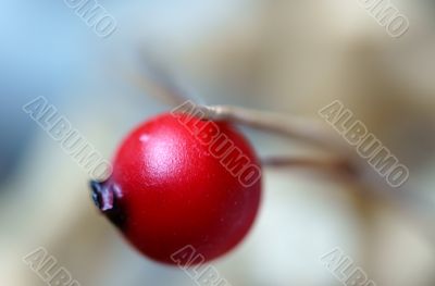 Rose hip decoration