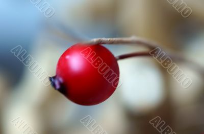 Rose hip decoration