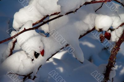 A branch of wild rose covered with snow. Photographed close-up. 