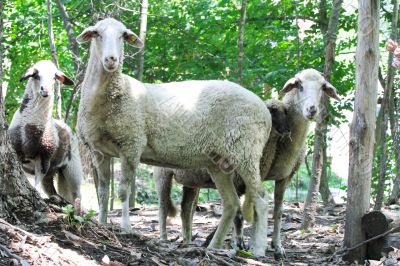 Several domestic sheep are walking in the woods. 