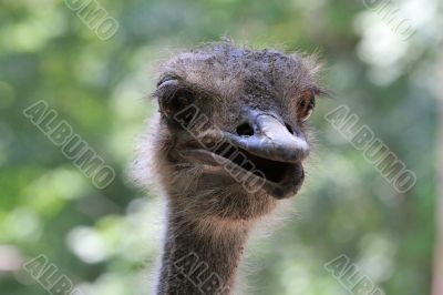 Ostrich head pops out from behind a fence. Ostrich head pops out from behind a fence.