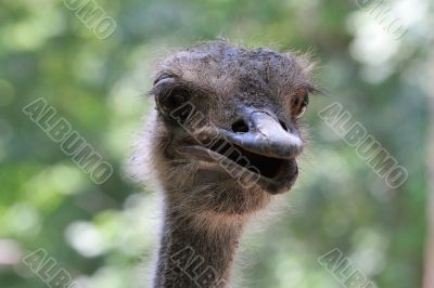 Ostrich head pops out from behind a fence. 