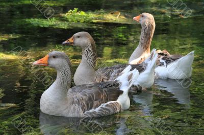 Domestic ducks are swimming in the pond. 