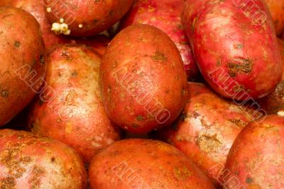 Potatoes on the table. Potatoes on the table.