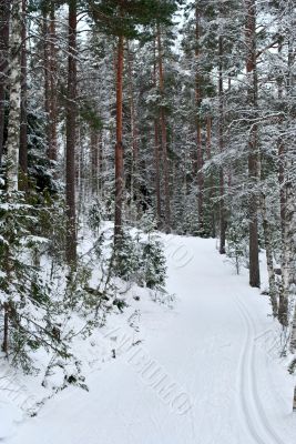 Ski trail.