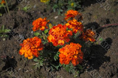 Bright orange flowers. Bright orange flowers.