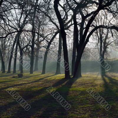 Misty morning