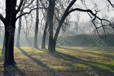 Misty morning