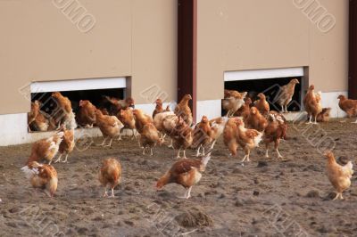 chickens outdoors