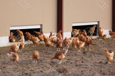 chickens outdoors chickens outdoors