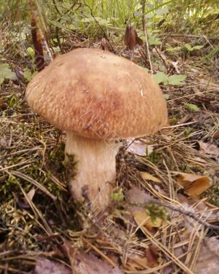 white fungus grew white fungus grew