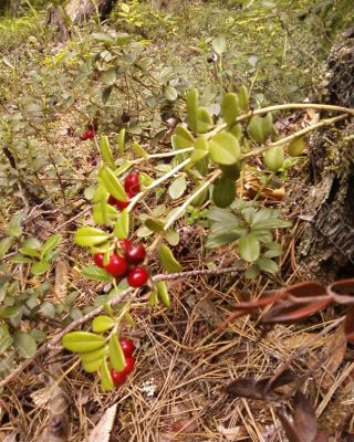 Сowberry Сowberry