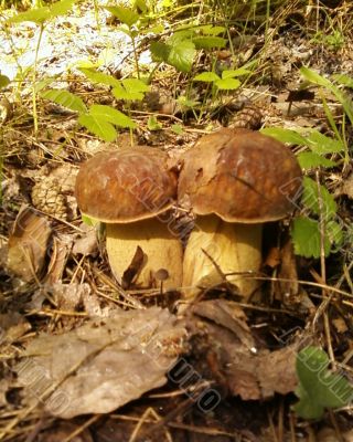 two fungi two fungi