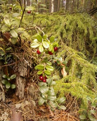 cowberry cowberry