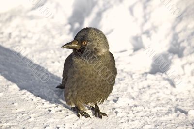 Jackdaw