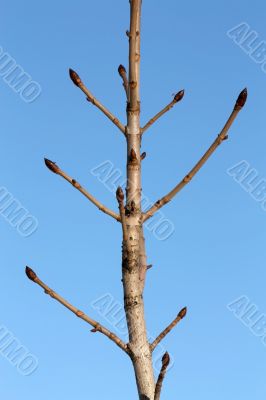 Tree branch