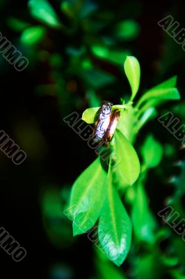 Wedding rings and green plants