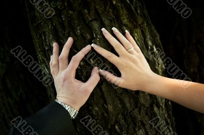 Touch of the hands of bride and groom with rings